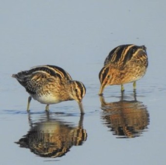 watervogels