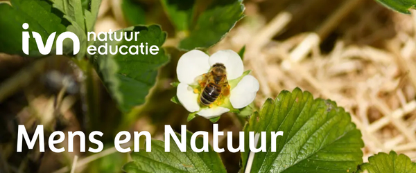 Aardbeien van de Tasty Tuiny 