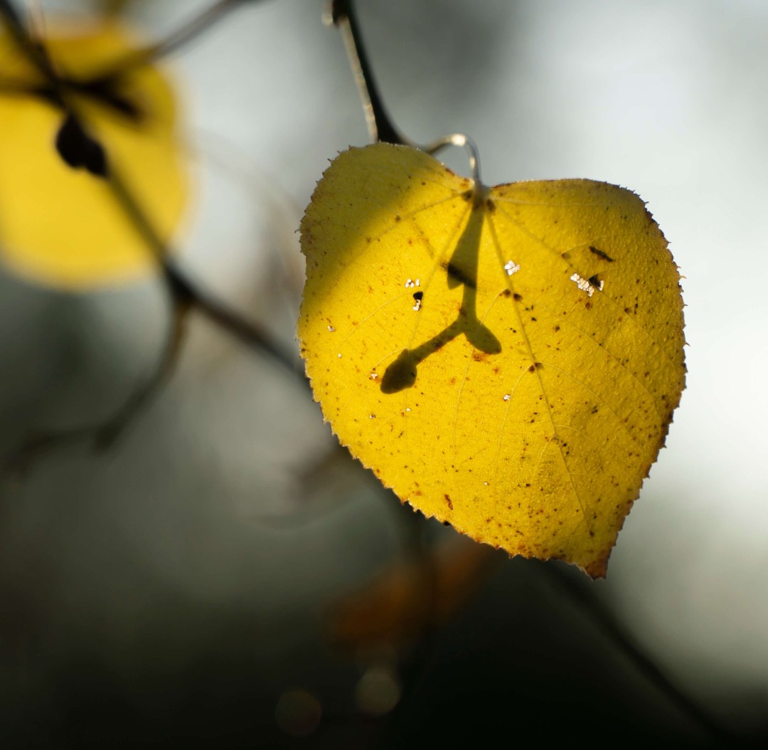 Pim Timmermans - Lindeblad