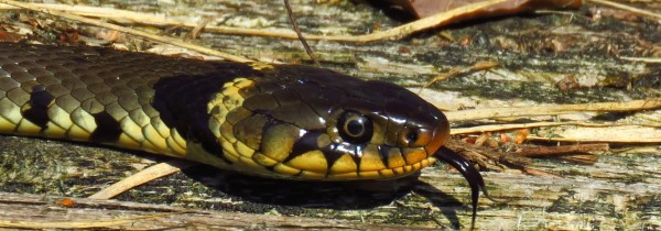 Reptielen lezing