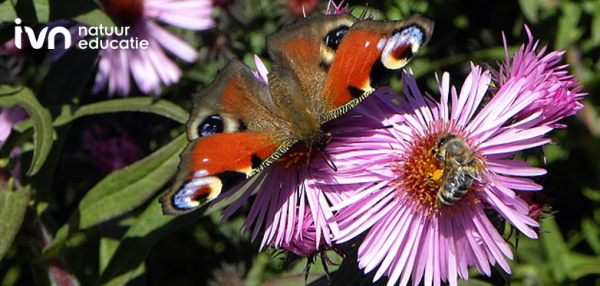 https://commons.wikimedia.org/wiki/File:Aglais_io_(Tagpfauenauge)_-_P%C3%B6ls.jpg