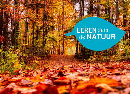 Vroege voorjaarsbloeiers planten in de herfst