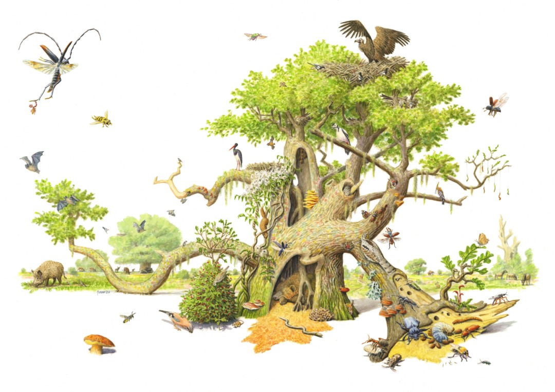 illustratie veldlessen in de natuur