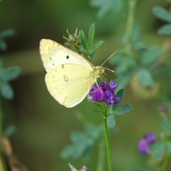 Luzernevlinder op een paarse bloem