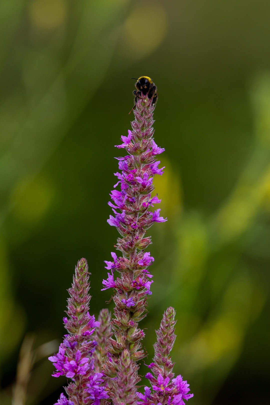 Paula Boosten - hommel