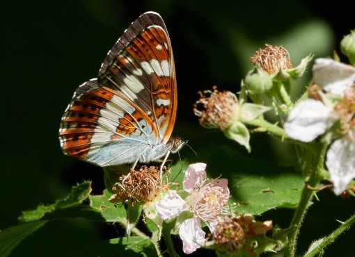 Kleine ijsvogelvlinder