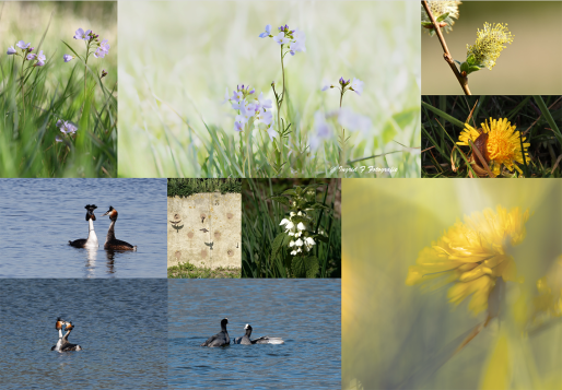 Lentewandeling_12-04-2025 VIII
