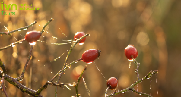 /l/library/download/urn:uuid:5aecc870-075f-4aa3-9e80-be1798aa61e0/header.png?scaleType=1&width=600