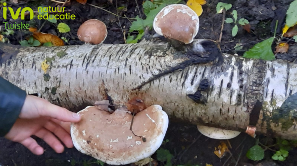 /l/library/download/urn:uuid:5aecc870-075f-4aa3-9e80-be1798aa61e0/header.png?scaleType=1&width=600