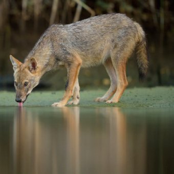 Goudjakhals drinkt uit een bosven