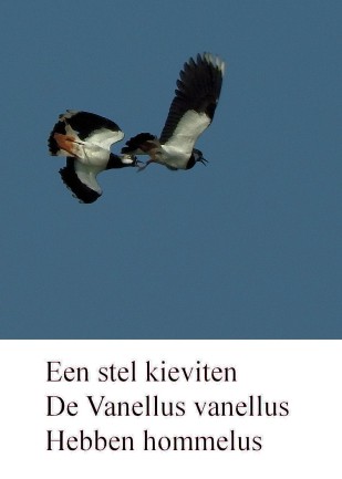 haiku kieviten